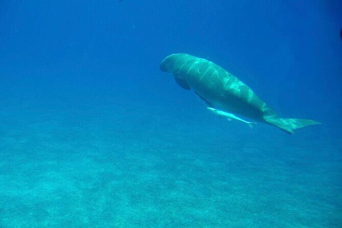 Sharm El-Sheikh: Royal Seascope Submarine cruise in with pickup - Final Thoughts