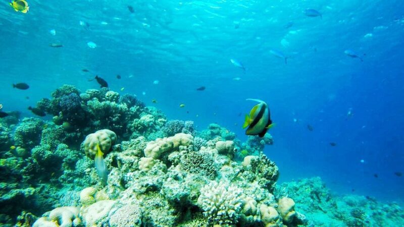 Sharm: Introductory Dive from the Shore & PADI Courses - Key Points