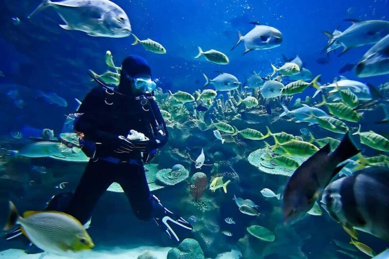 Sharm: Introductory Dive from the Shore & PADI Courses - FAQ