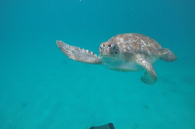 Shasa private catamran sailing cruise, Snorkel with turtles. - An In-Depth Look at the Shasa Catamaran Experience