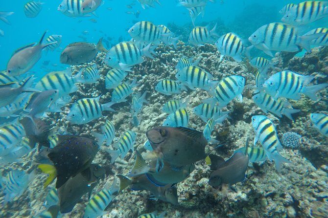 Shasa private catamran sailing cruise, Snorkel with turtles. - FAQ