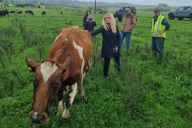 Sheep & Beef Working Farm Private Tour - Who Will Love This Tour?
