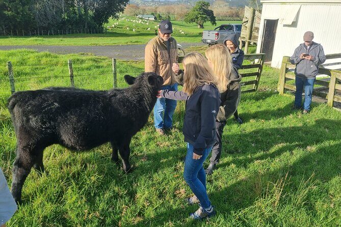 Sheep & Beef Working Farm Private Tour - FAQ