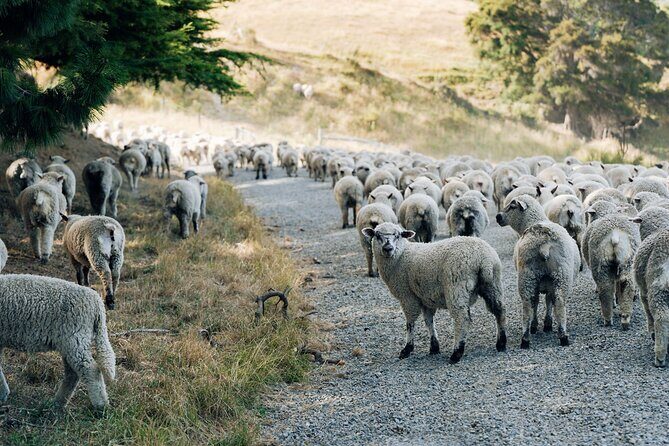 Sheep Farm Day Trip from Christchurch + Lunch and Winery visit. - Who Should Consider This Tour?