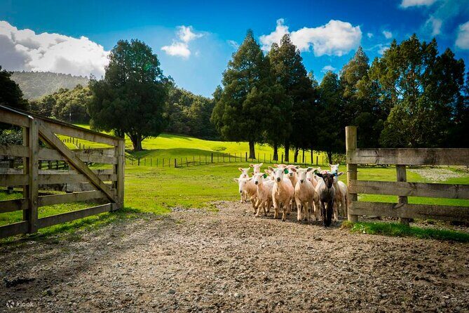 Sheep Shearing and Auckland City Highlights Tour with Lunch - An In-Depth Look at the Tour Itinerary