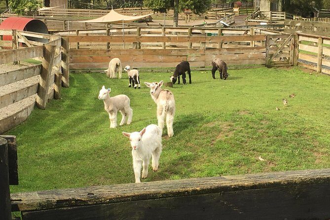 Sheep World Country Tour from Auckland - Key Points