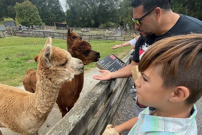 Sheep World Country Tour from Auckland - Who Would Love This Tour?