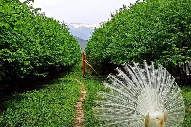 Sheki Adventure Nature Private Tour (Zipline, ATV, Off-road) - FAQ