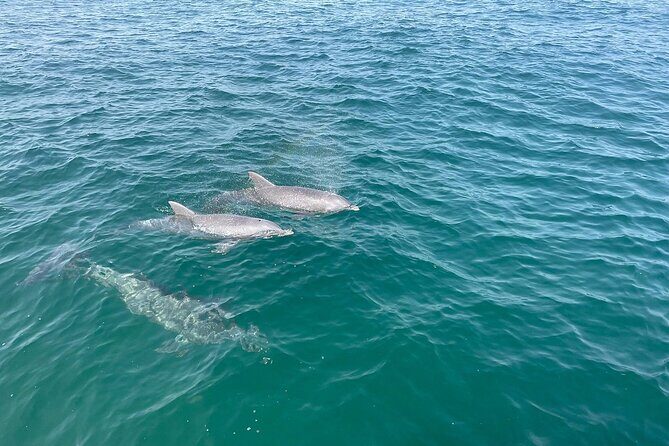 Shell Island Dolphin and Snorkel Boat Tour - Who Will Enjoy This Tour?