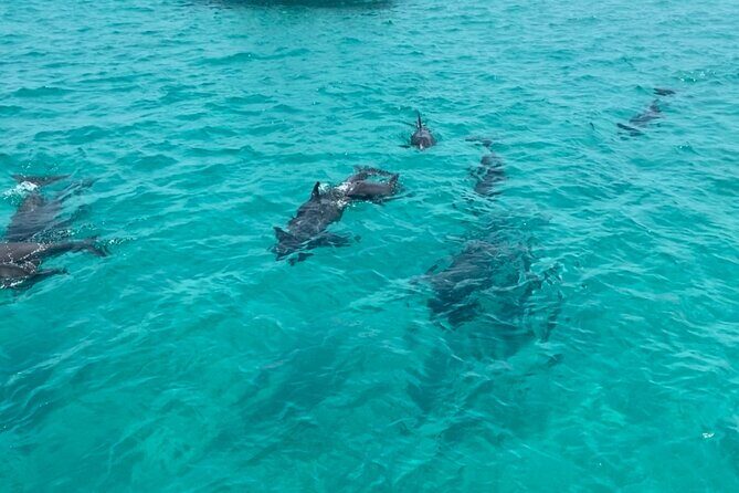 Shell Island Dolphin Sightseeing Boat Tour in Panama City Beach - Practical Tips for Travelers