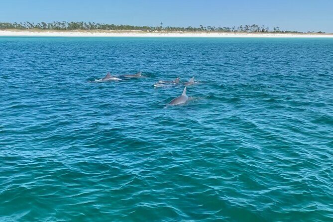 Shell Island Dolphin Sightseeing Boat Tour in Panama City Beach - Who Would Love This Tour?