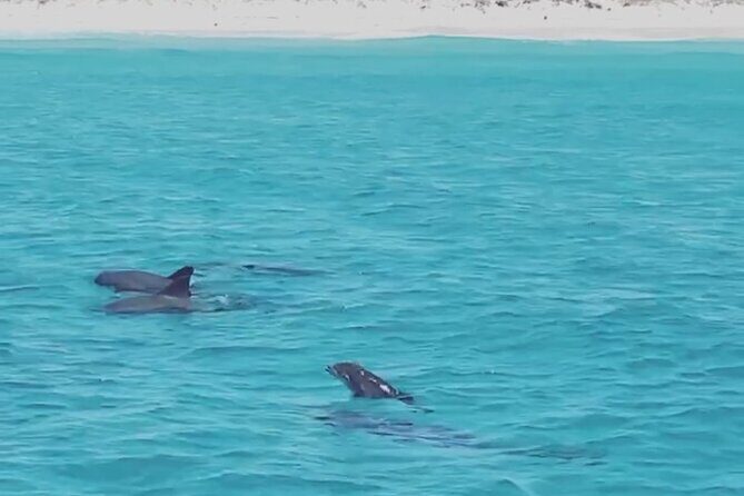 Shell Island Dolphin Sightseeing Boat Tour in Panama City Beach - The Sum Up