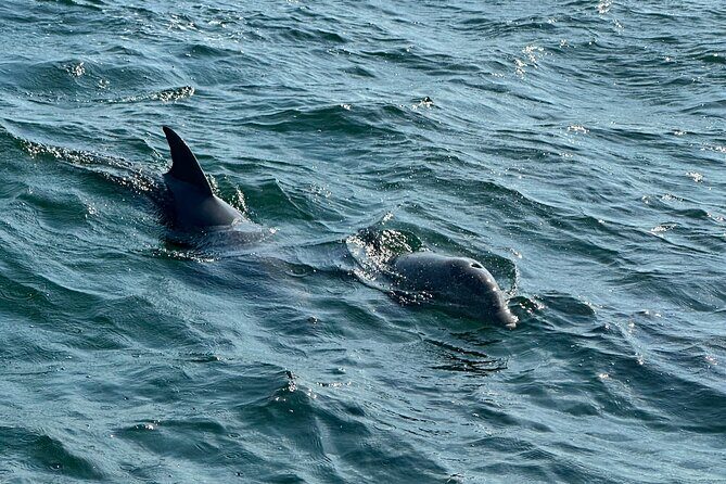 Shell Island Dolphin Sightseeing Boat Tour in Panama City Beach - FAQ