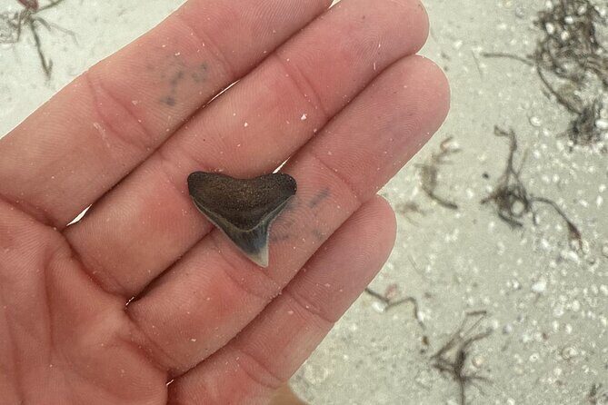 Shell Key Shelling Tour Discover Unique Treasures - St. Pete, FL - Key Points