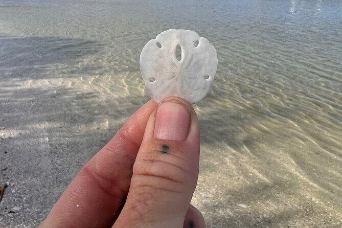 Shell Key Shelling Tour Discover Unique Treasures - St. Pete, FL - Who Should Book This Tour?
