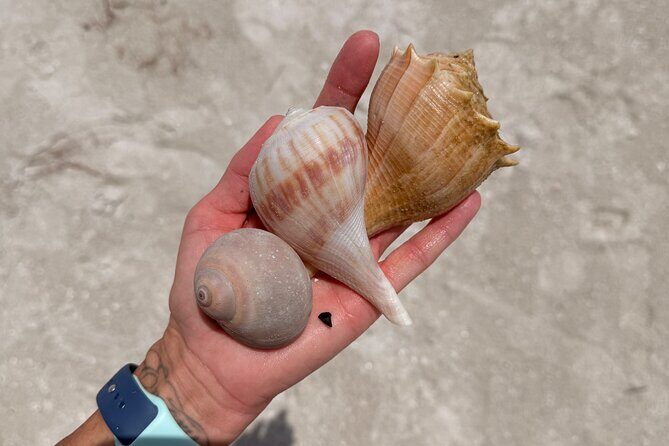 Shell Key Shelling Tour Discover Unique Treasures - St. Pete, FL - The Sum Up
