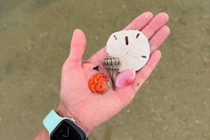 Shell Key Shelling Tour Discover Unique Treasures - St. Pete, FL - FAQ