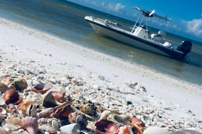 Shelling Tours - Fort Myers Beach / Naples - Why This Tour Stands Out