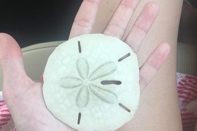 Shelling Tours - Fort Myers Beach / Naples - In The Sum Up