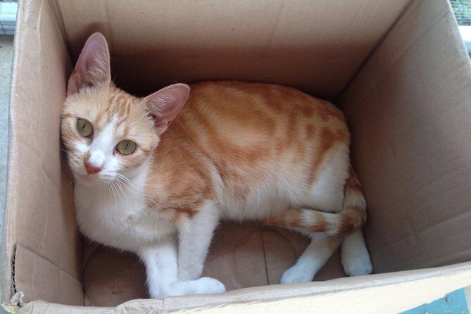 Shelter Visit & Tour - An In-Depth Look at the Shelter Visit & Tour