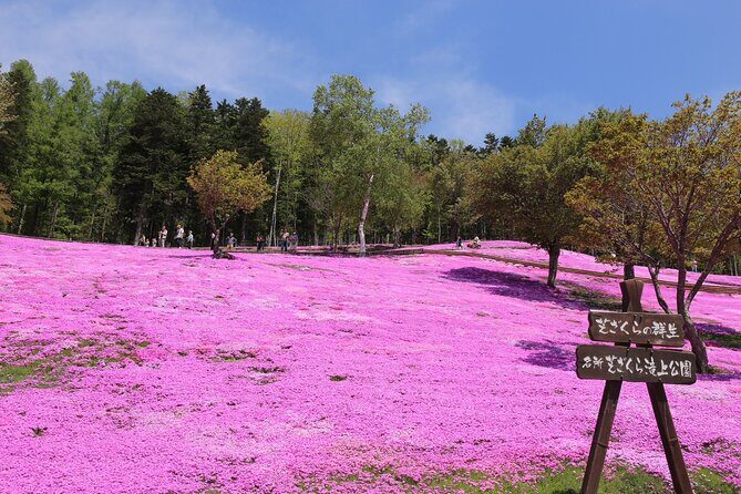 [Shibazakura / Tulip] Going by private car, Shibazakura Takinoue Park and Kamiyubetsu Tulip Park (from Sapporo) - Exploring the Shibazakura and Tulip Tour from Sapporo: A Detailed Look
