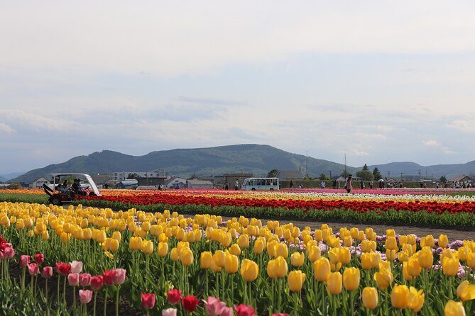 [Shibazakura / Tulip] Going by private car, Shibazakura Takinoue Park and Kamiyubetsu Tulip Park (from Sapporo) - Key Points