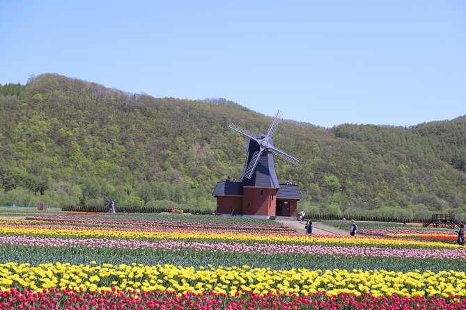 [Shibazakura / Tulip] Going by private car, Shibazakura Takinoue Park and Kamiyubetsu Tulip Park (from Sapporo) - Who Should Consider This Tour?