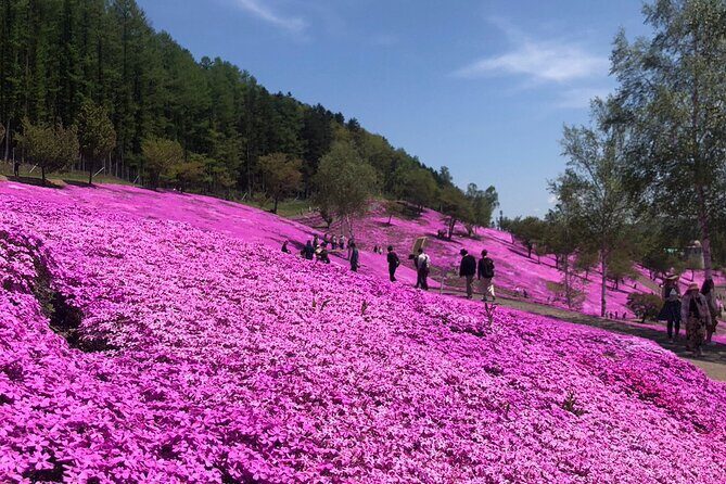 [Shibazakura / Tulip] Going by private car, Shibazakura Takinoue Park and Kamiyubetsu Tulip Park (from Sapporo) - Final Thoughts
