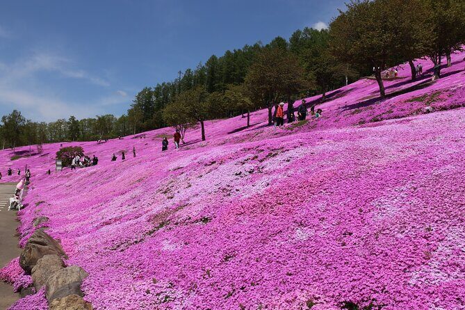 [Shibazakura / Tulip] Going by private car, Shibazakura Takinoue Park and Kamiyubetsu Tulip Park (from Sapporo) - FAQ