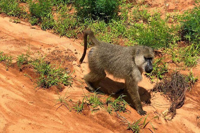Shimba Hills Excursion - An In-Depth Look at the Shimba Hills Excursion