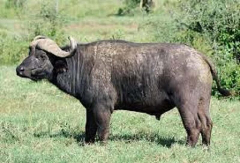 Shimba Hills: Game Drive, Waterfall Hike, and Lunch - Authentic Experiences from Travelers