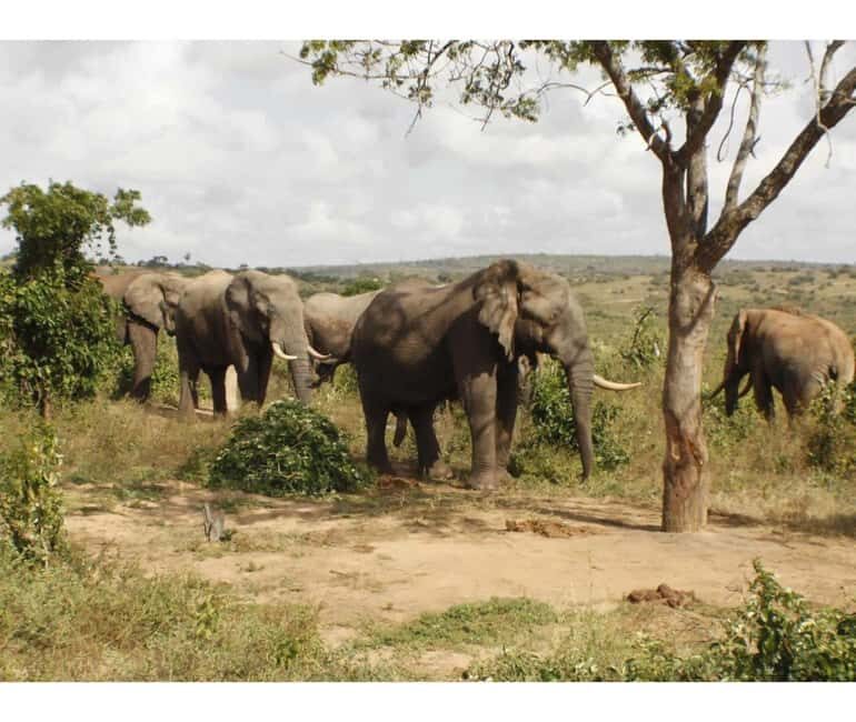 Shimba Hills National Reserve Day Trip from Diani - FAQ