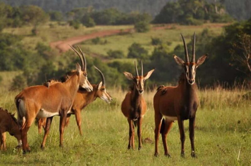 Shimba Hills Reserve Day Trip: From Mombasa and Diani - Key Points