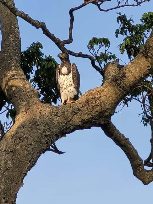 Shimba hills tropical rain forest day trip - Key Points