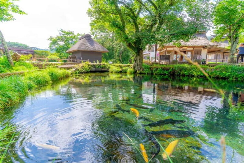 Shine Muscat Buffet, Fuji Ice Cave & Oshino Hakkai Day Tour - The Value of the Tour