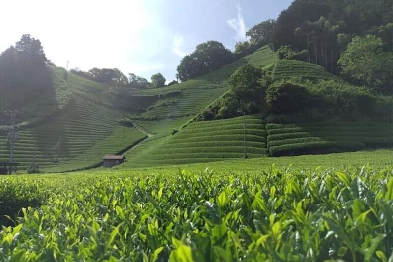 Shizuoka: 6-hour Private Tour & Japanese Tea Farm w/ Vehicle - FAQs