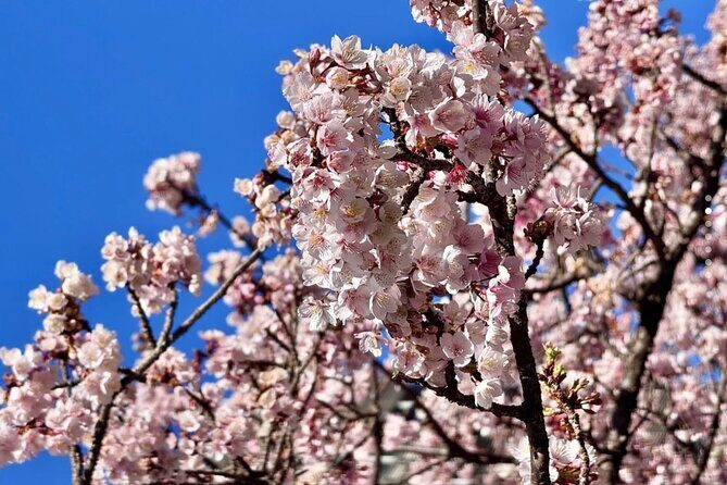 Shizuoka and Izu City Cherry Blossom Private 2 Days Tour - Key Points