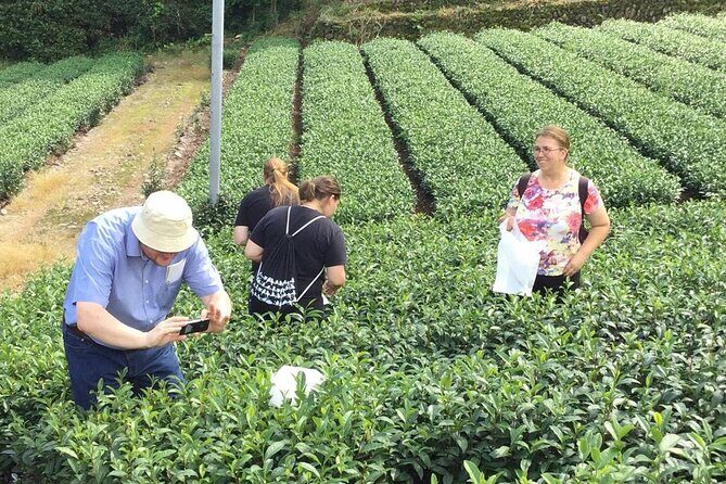 Shizuoka Tea Picking Private Experience - An In-Depth Look at the Tour