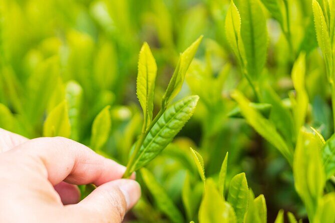 Shizuoka Tea Picking Private Experience - FAQ