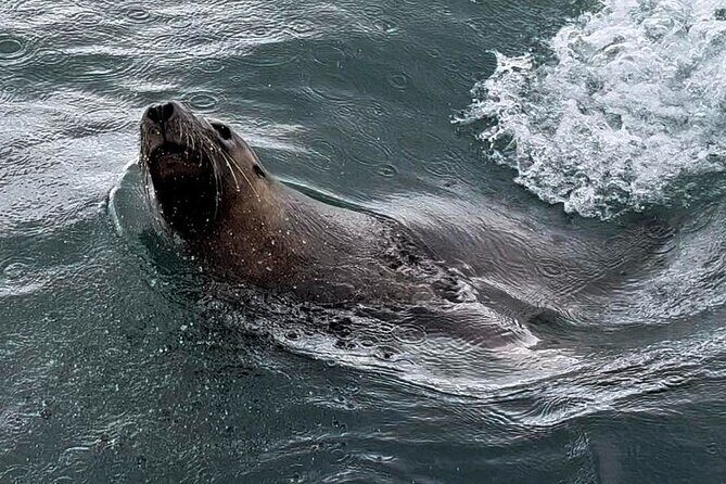Shoalwater Islands Marine Park Cruise with Lunch - What to Expect from the Shoalwater Islands Marine Park Cruise