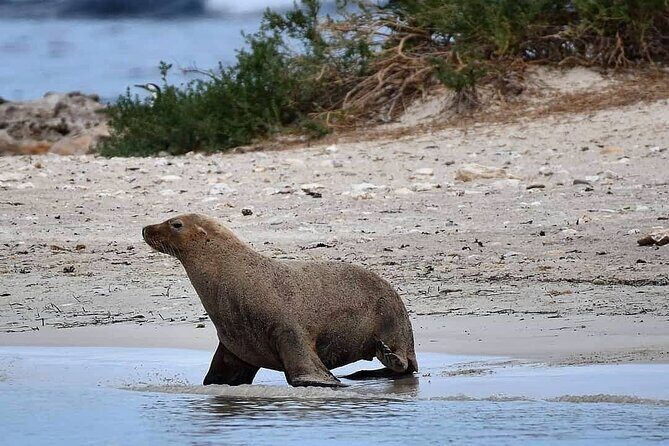Shoalwater Islands Marine Park Cruise with Lunch - How This Tour Balances Value and Experience