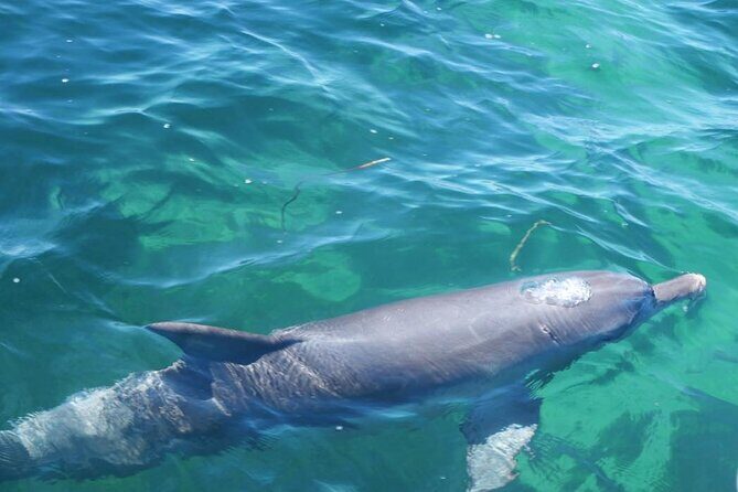 Shoalwater Islands Marine Park Cruise with Lunch - The Sum Up: Is It Worth It?