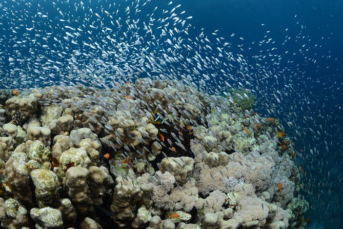 Shore Certified Diving - Two Dives - Who Would Love This?