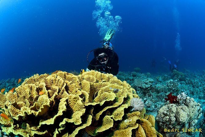 Shore Discover SCUBA Diving/Introductory Diving - One Dive - FAQ