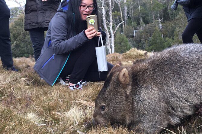Shore Excursion - Cradle Mountain Shuttle Bus from Burnie - The Sum Up