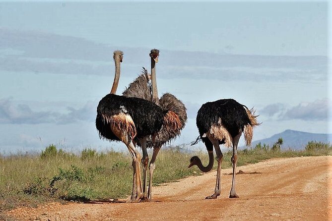 Shore Excursion Cruise Ships Port Elizabeth, Addo Elephant Park - Lunch and additional stops