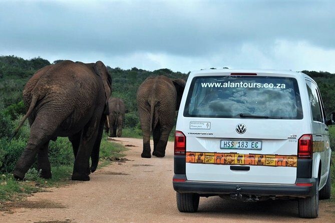 Shore Excursion Cruise Ships Port Elizabeth, Addo Elephant Park - The value and overall experience