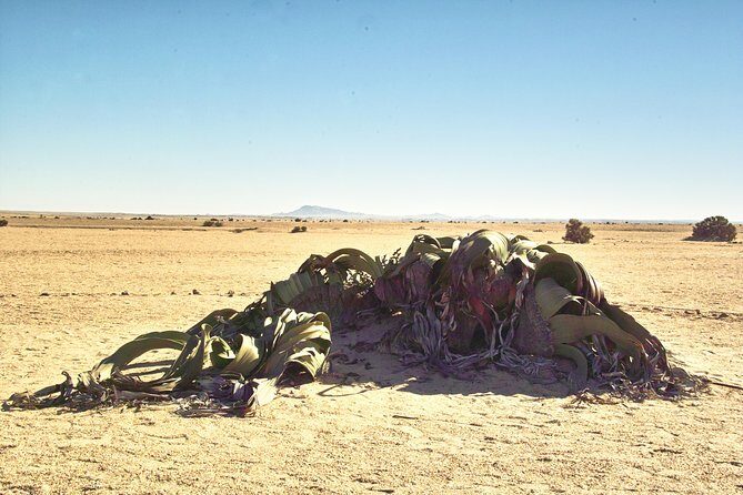 Shore Excursion - Flamingos ,Dune7,Welwitschia, Moonlandscape,Oasis,Swakopmund. - FAQ