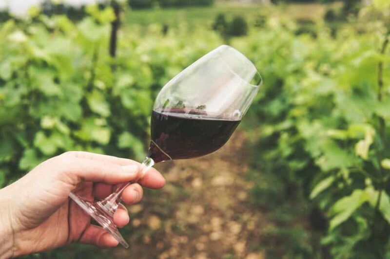 Shore Excursion from Auckland - Private Tour & Wine Tasting - Key Points