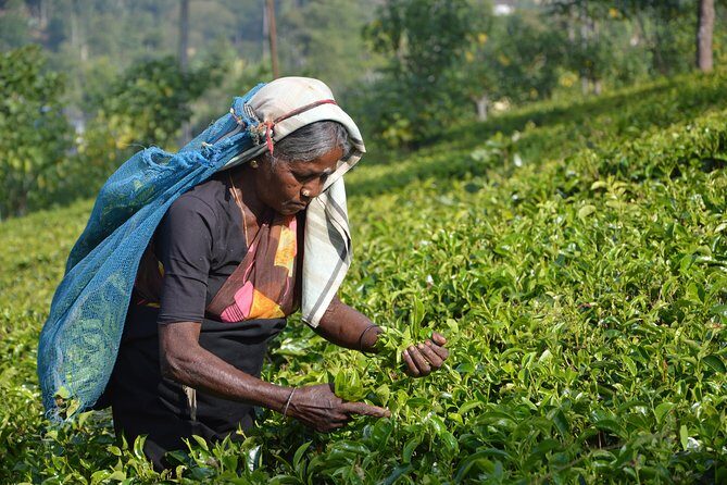 Shore Excursion From Colombo port to Ingiriya Tea Plantation & back for 2 People - A Closer Look at the Itinerary and Experience